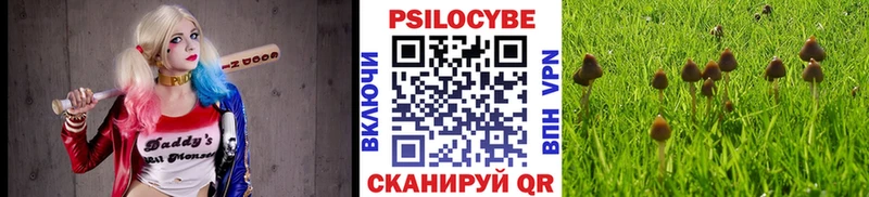 Псилоцибиновые грибы Psilocybe Биробиджан